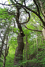 Black Limbs at White Pines State Park