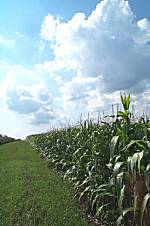 Illinois corn in August